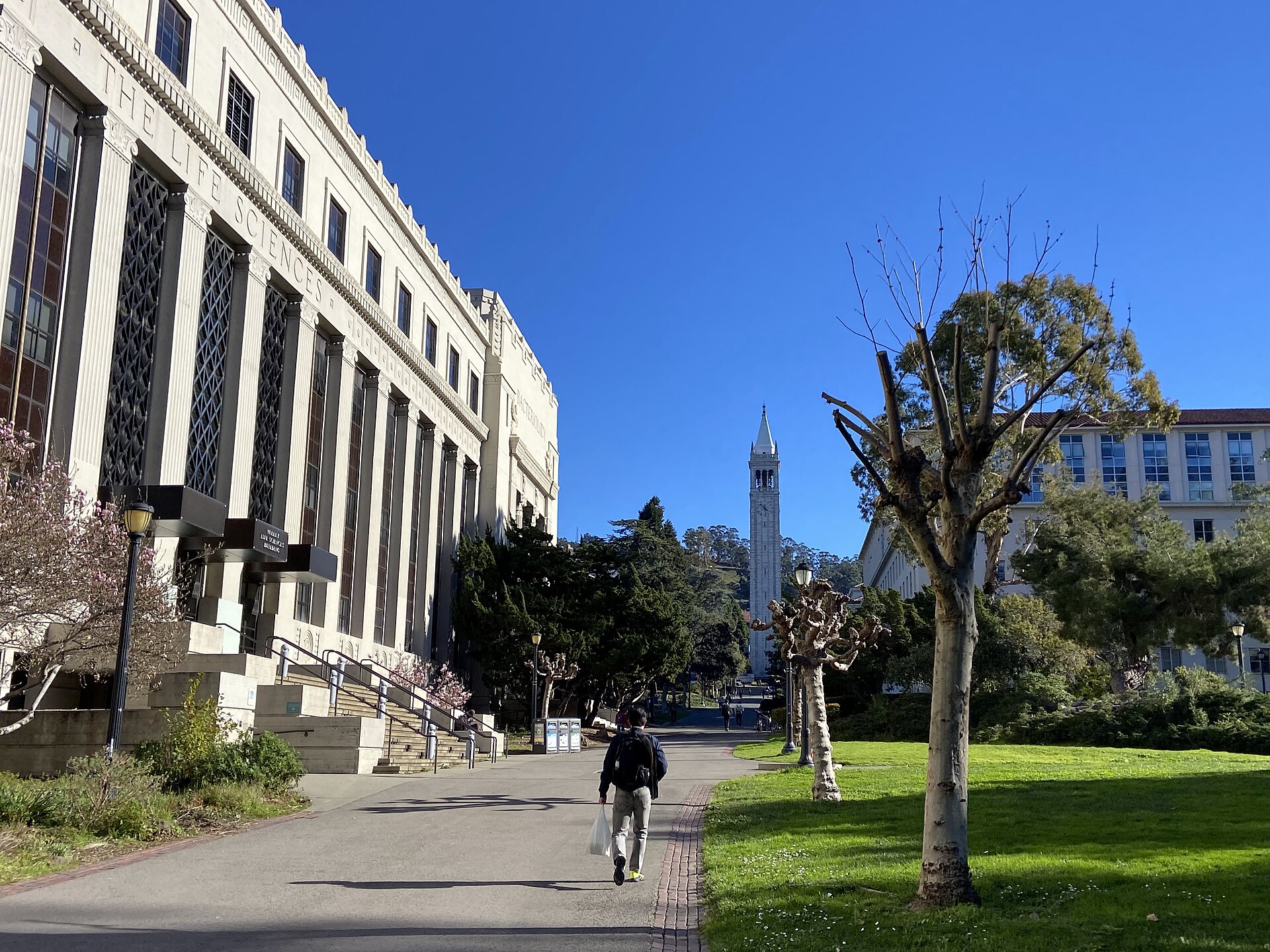 Sather Tower viewed along Campanile Way on the UC Berkeley campus.